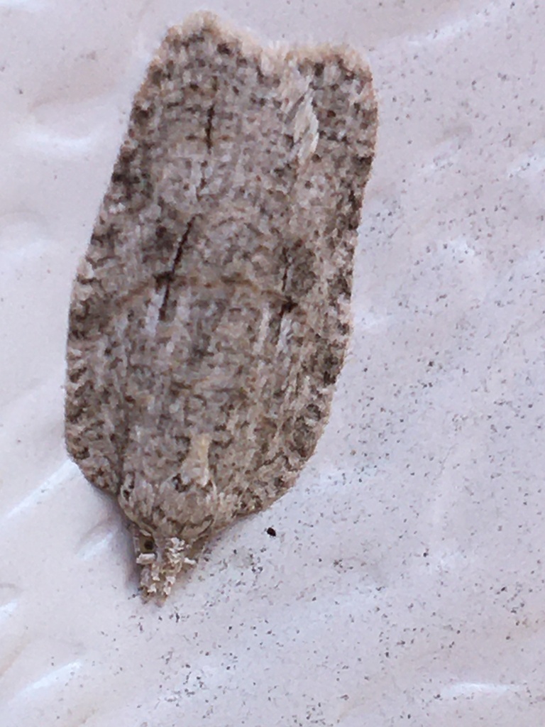 Black-lined Acleris