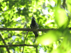 Stephanoxis loddigesii