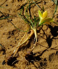 Romulea lutea