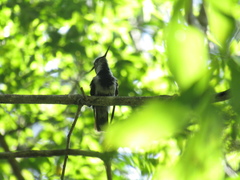 Stephanoxis loddigesii