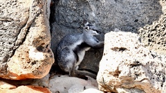 Petrogale lateralis