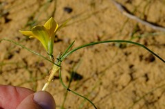 Romulea lutea