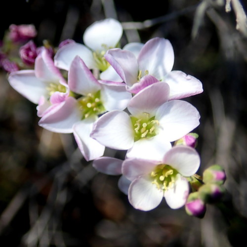 Image of Heliophila glauca by no rights reserved