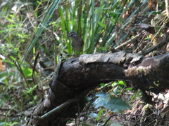 Myiothlypis leucoblephara