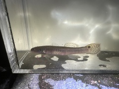 Ladder Gudgeon photo 2