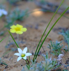 Romulea sinispinosensis
