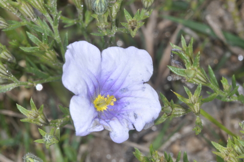 Image of Nierembergia linariifolia by (c) aacocucci, some rights reserved (CC BY)