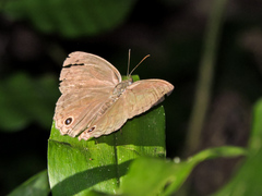 Cissia similis