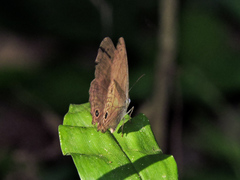 Cissia similis