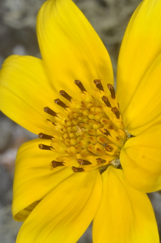 Image of Bidens triplinervia by (c) aacocucci, some rights reserved (CC BY)
