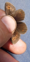 Erebia epiphron