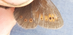 Erebia epiphron