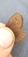 Erebia epiphron