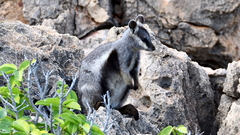 Petrogale lateralis