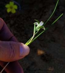 Romulea sinispinosensis