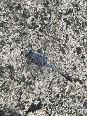 Diplacodes trivialis