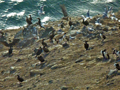 Leucocarbo chalconotus