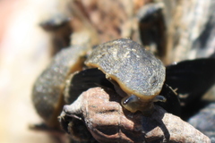 Onchidella nigricans