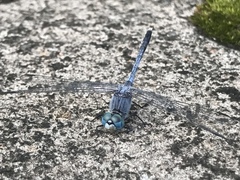 Diplacodes trivialis