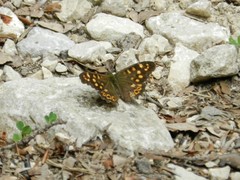 Pararge aegeria tircis