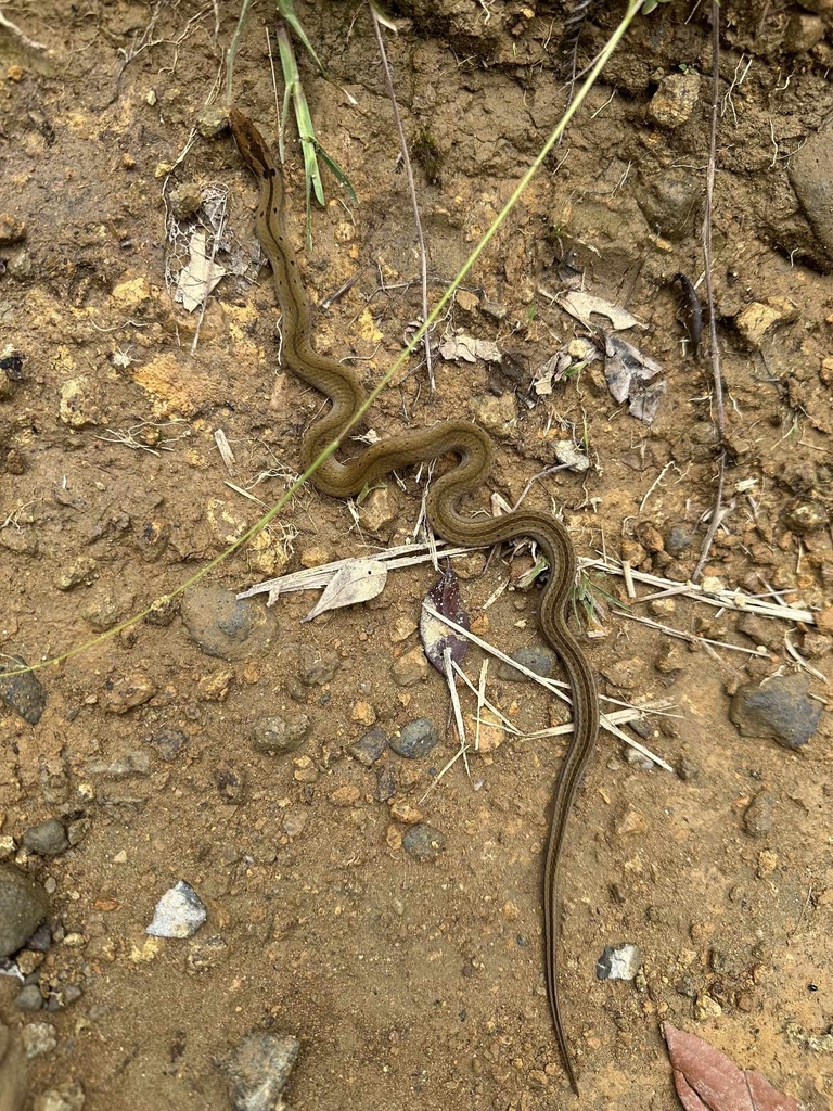 Philippine Cylindrical Snake