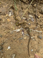 Philippine Cylindrical Snake photo 1