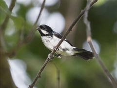 Lesson's Seedeater photo 3