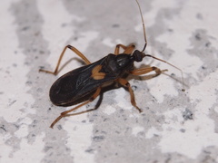 Ectomocoris cordiger