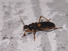 Ectomocoris cordiger