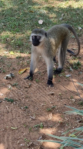 Vervet Monkey