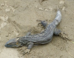 Ctenosaura acanthura