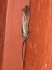 Nemotaulius hostilis