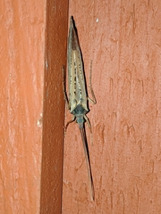 Nemotaulius hostilis