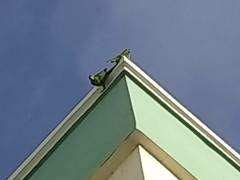 Psittacara chloropterus