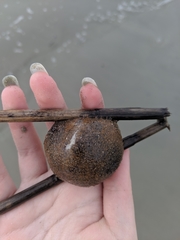 Molgula occidentalis