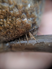 Molgula occidentalis