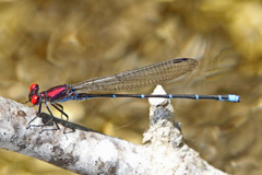 Argia cuprea