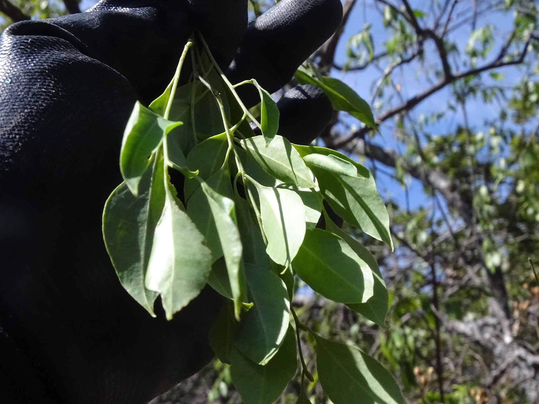 Agonandra racemosa