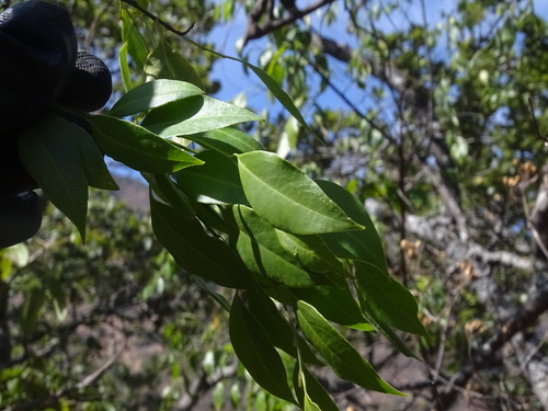 Agonandra racemosa, photograph 5