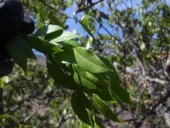 Agonandra racemosa, photograph (c) Ulises Pinedo, some rights reserved (CC BY)