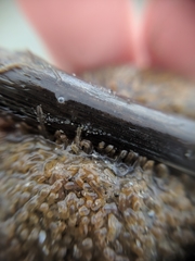 Molgula occidentalis