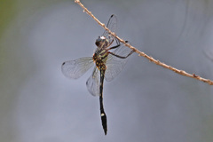 Macrothemis inequiunguis