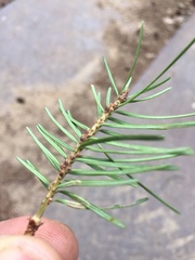 Contarinia pseudotsugae