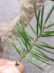 Contarinia pseudotsugae