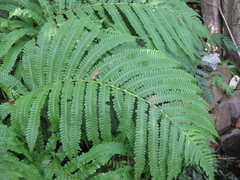 Pentarhizidium orientale