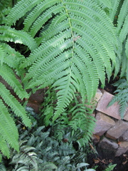 Pentarhizidium orientale