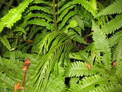 Pentarhizidium orientale