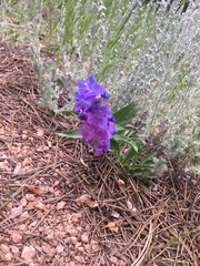 Penstemon glaber