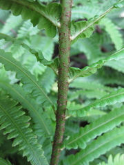 Pentarhizidium orientale