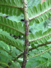 Pentarhizidium orientale
